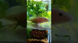 Meet Jeffree Star!