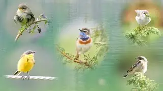 A Big Year of Birding in Norway - I Love Birds