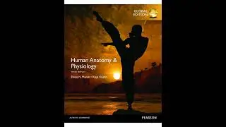 Nutrition, Metabolism, and Energy Balance | Chapter 24 - Human Anatomy & Physiology