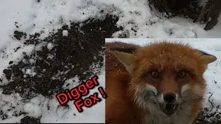 Try , Try , Try , That&rsquo;s All You Can Do... #Trapping #Winterweather #Coyotes #DiggerFox #DukeTraps  