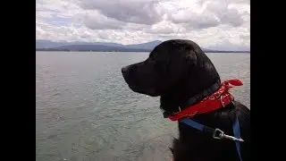 Everybody needs a dog