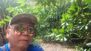 Fiji Island walking tour