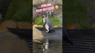 Penguins poop every 20 minutes? #animal #shortsvideo #shorts #penguins  #animals  #amazing  #wow