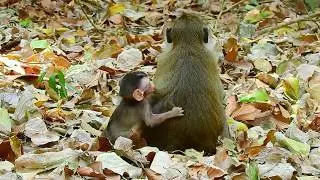 Poor baby Abla don't get from mom, Monkey Anna that is animals evil heart