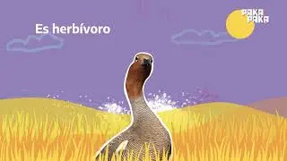 Cauqu&eacute;n Colorado - Fauna Nativa