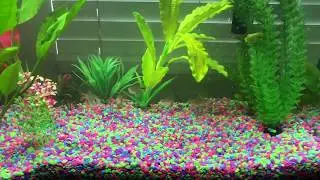 Bolivian Ram , Blue German Ram, Gold Ram Chiclid