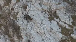 Chamois, mountain slopes &ndash; Sounds of Nature