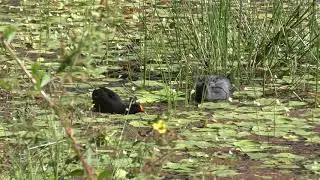 Dusky Moorhen & Eurasian Coot 3