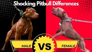 Male Vs Female Pitbull: 8 Differences Between Them