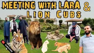 White lion cub gift kar dia 🦁🐅❤️