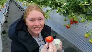 1 hour UNLIMITED strawberry picking & eating at a Japanese farm | Best local experience in Japan
