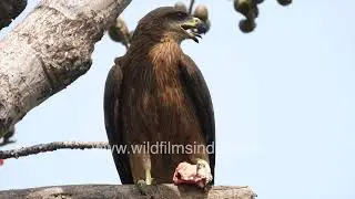 Black kite perched on a tree branch, gripping a piece of meat tightly in its claws