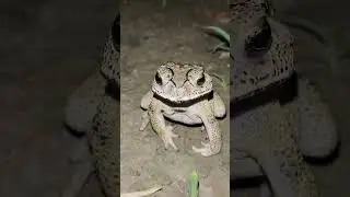 #viral #reels #tiktok #love #nature #animals #frog #frogs#original #noedit #wildlife