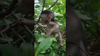 little monkey playing with kitten ❗‼️🔅🔆💲 #babymonkey #animals #mondoanimale