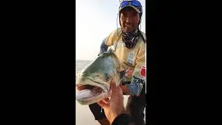 Leerfish at every cast in Morocco 🇲🇦