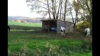 Nachkommen meiner Hengste, doppelt homozygote Paintstute und  2 Buckskin-Tobiano-Stuten 1