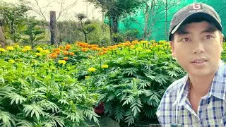 Cách giúp bông vạn thọ lâu tàn sáng bông, huỳnh tinh vlog 