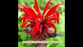 #Perennial, #PollinatorParty, #NoFussPlants, #GardenTips, #BeeFriendly,