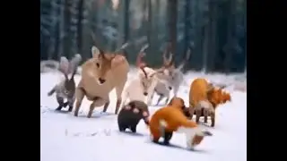 Dancers of the Forest