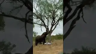 Elephant Knocks Down Big Tree with Ease - Incredible Strength 🤯
