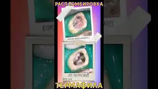 Как распломбировать термафил?  How to desobturate thermafill?