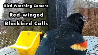 Red-winged Blackbird Backyard Vocalization - Bird Watching Camera