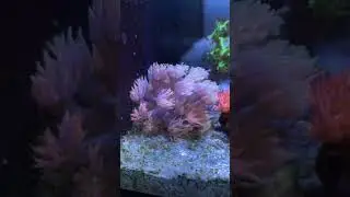 Goniopora aka flowerpot corals 🪸 Great colour and movement! 🤩