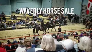 Waverly horse sale spring 2022