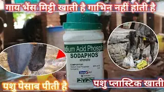 Use Veterinary SODAPHOS Powder || गाय भैंस पेशाब पीती है मिट्टी खाती है || पशु प्लास्टिक खाती है
