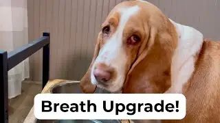 Natural Fix for Funky Dog Breath | Homeopathic Dental Support