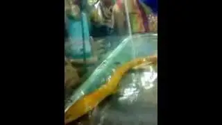 Belut aneh berwajah manusia cantik