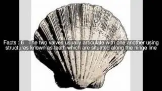 Bivalve shell Top  #10 Facts