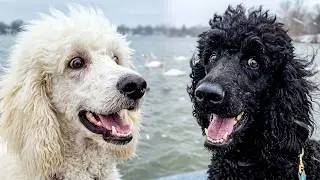 Taking Our Poodles to see the Swans & Waves on a Very Windy Winters Day