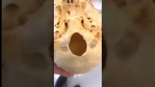 REAL HUMAN Skull #viral #shorts