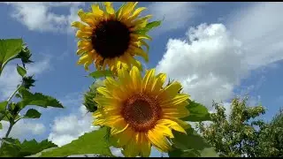 Releasing Judgement and Awakening Compassion Meditation