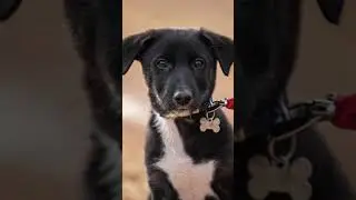 Photography progress - Day 22 - Dog photography