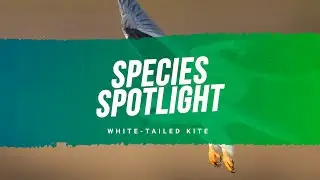White-tailed kite:  Species Spotlight
