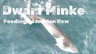 Dwarf Minke Whale