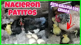 Una GALLINA terminará de CRIAR A LOS PATITOS RECIÉN nacidos...🐣
