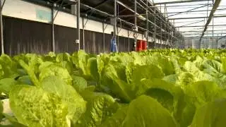 Funding Hydroponic Farming to Revolutionize Agriculture