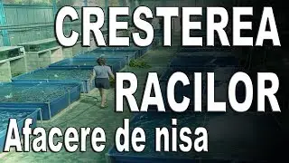Idei de afaceri - Cresterea racilor AFACERE DE NISA | NextStep