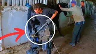 IMAGINE her RELIEF! SMELL of HOOF was HORRIBLE - Full horse hoof Cleaning with Restoration!