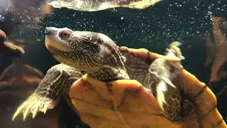 Waterschildpad