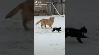 brave cat