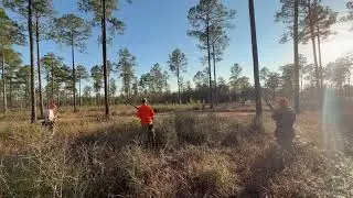 Quail hunting At Hard labor Creek in Chipley Florida