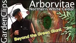 American Arborvitae - Thuja - Northern White Cedar - Much more than just the Green Giant!
