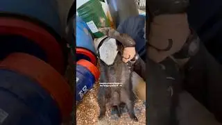 I think these guys would win the hunger games - what do you think? 😂🦡 #honeybadger #animallover