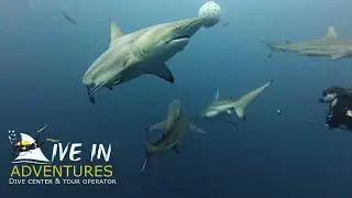 Shark diving Protea Banks with Dive in Adventures