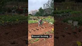 Broccoli Farming Techniques #satisfying #shortsvideo