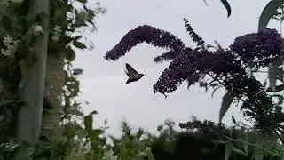 Moro-Sphinx (Sphinx Colibri) sur buddl&eacute;ia (arbre aux papillons) &agrave; 1000fps